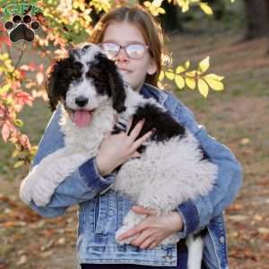 Autumn, Bernedoodle Puppy